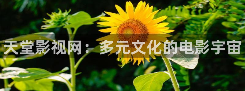 料理鼠王星辰影院：天堂影视网：多元文化的电影宇宙